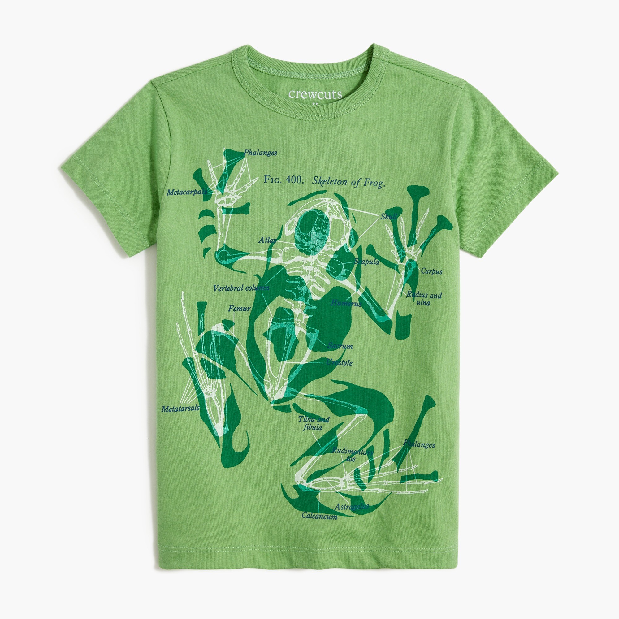 Boys' glow-in-the-dark frog bones graphic tee