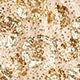 Collection sequin-embellished camisole NATURAL GOLD j.crew: collection sequin-embellished camisole for women