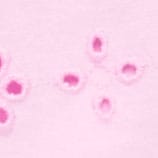 Girls' knit short in eyelet PARIS PINK