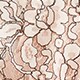 Button-up lace top SHELL PINK j.crew: button-up lace top for women