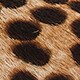 Block-heel pumps in leopard SAHARA BROWN j.crew: block-heel pumps in leopard for women