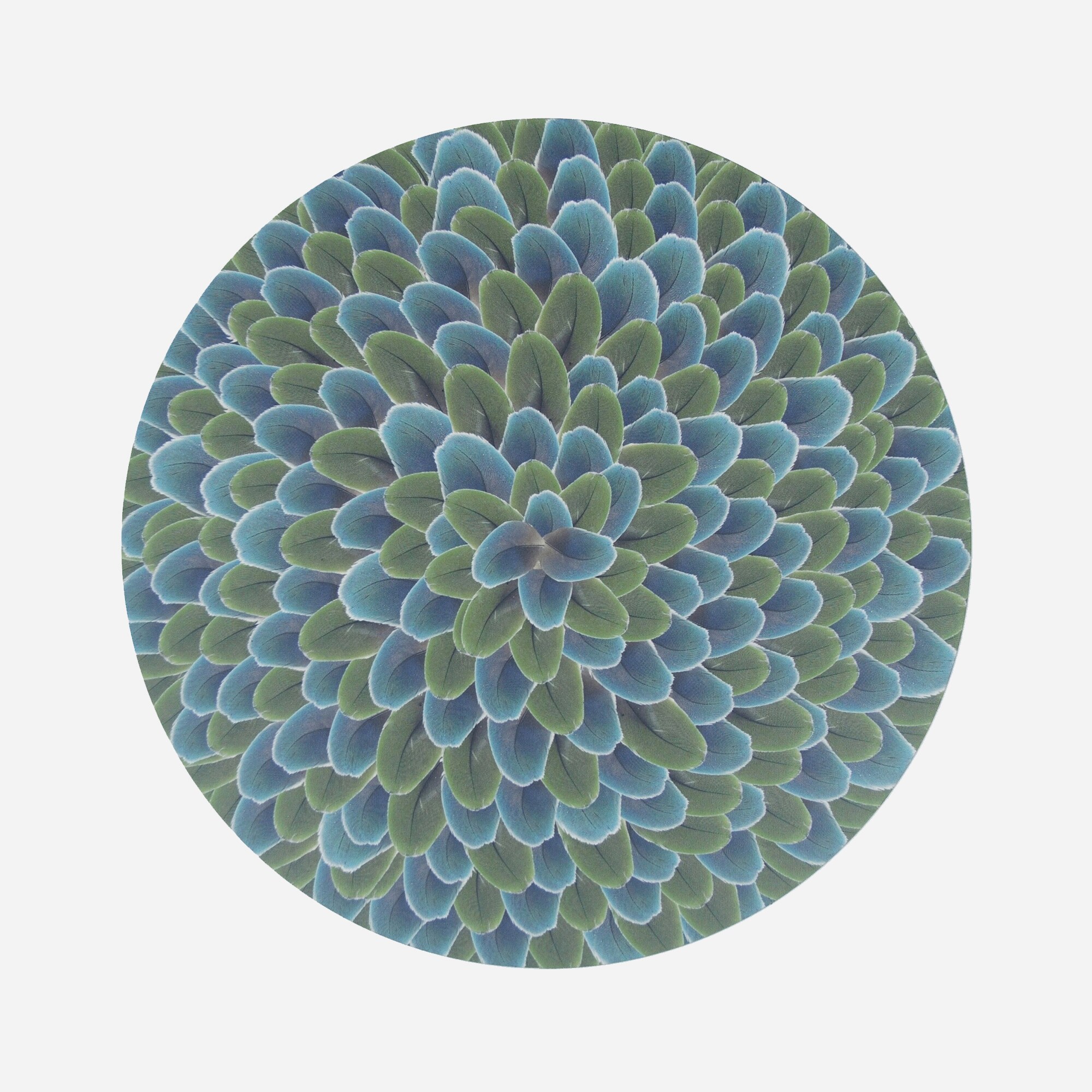 homes TISCH NEW YORK Lady Amherst feathers place mat